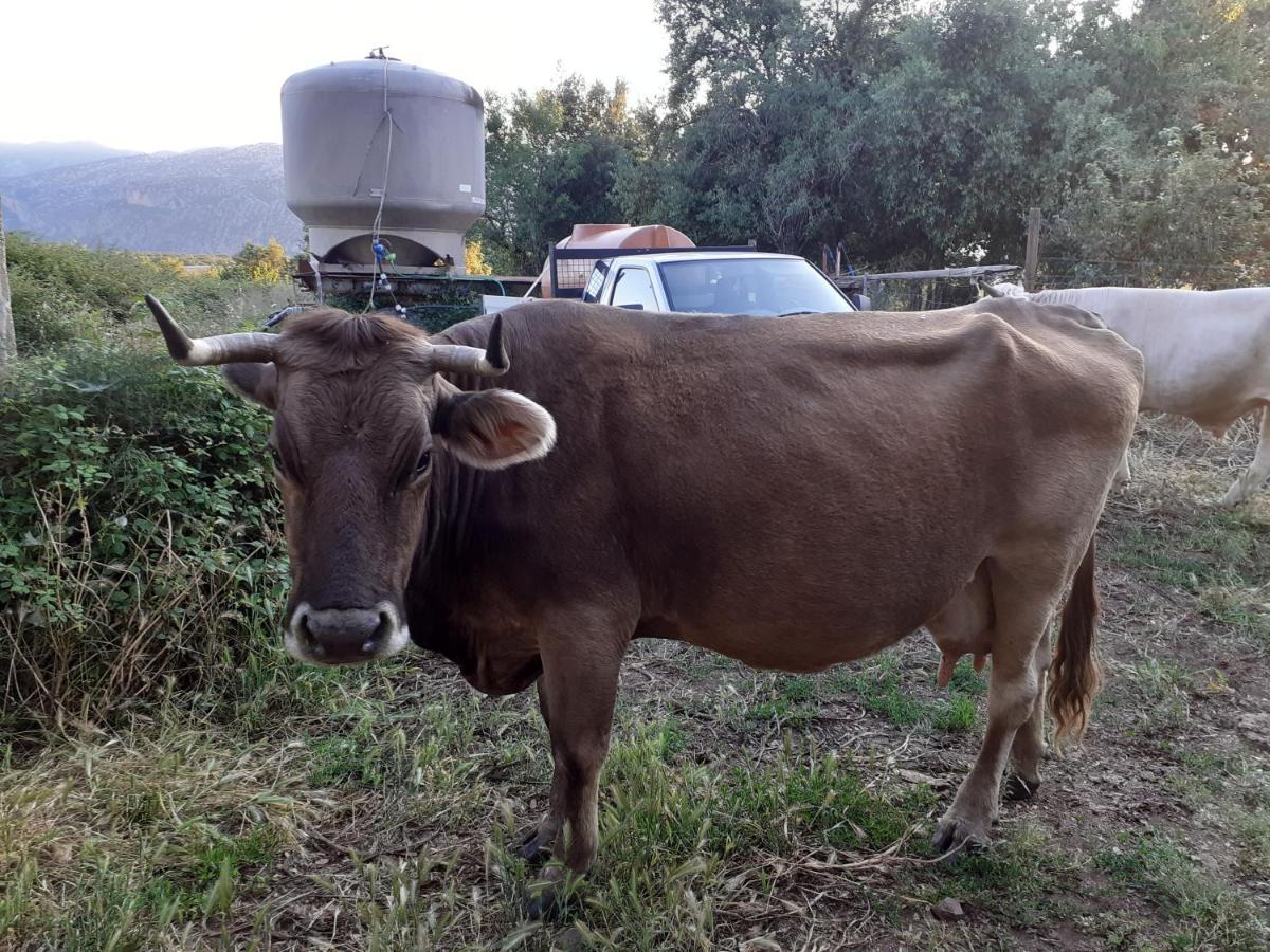 Agriturismo Codula Fuili Cala Gonone Eksteriør billede
